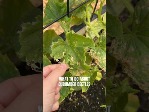 A Sad Day In The Garden Dealing With Cucumber Beetles 🪲 🥒 #gardening #gardenpests #garden #pests