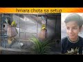 Budgie Ka Chota Sa Setup Mohidandpets786 Birds Parrot Vlogs Bajjari