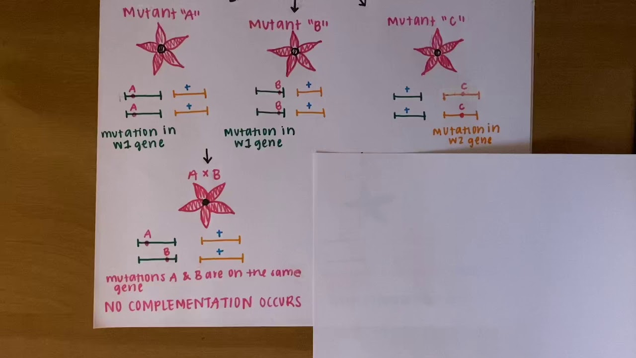 Complementation Test