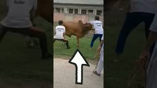 Download lagu Lucu Banget Sapi Kepleset Sebelum disembelih Qurban mp3 Download lagu Lucu Banget Sapi Kepleset Sebelum disembelih Qurban mp3