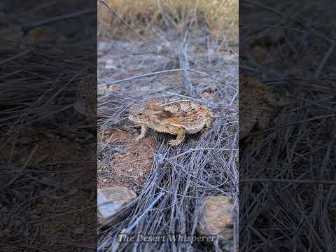 Regal Horned Lizard!