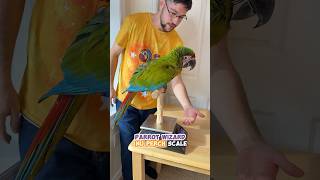 The Easy Way to Weight a Great Green Macaw
