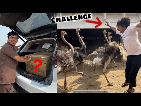 Finally Big Surprise Box Arrived 😍 Ostrich CHALLENGE Whit Friends 