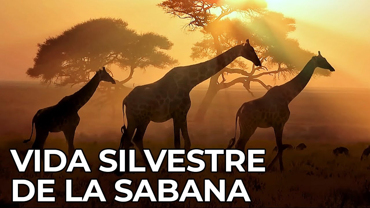 The Wild World: The African Savannah | Free Nature Documentary - Spanish