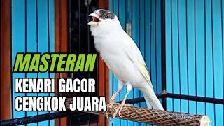 Download lagu SUARA BURUNG Kenari GACOR PANJANG INI Cocok untuk Masteran KENARI PAUD dan Kenari Macet BUNYI mp3 Download lagu SUARA BURUNG Kenari GACOR PANJANG INI Cocok untuk Masteran KENARI PAUD dan Kenari Macet BUNYI mp3