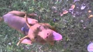 Pitbull stole my thongs!!