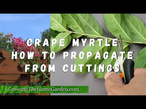 How to Propagate Crape Myrtles from Cuttings