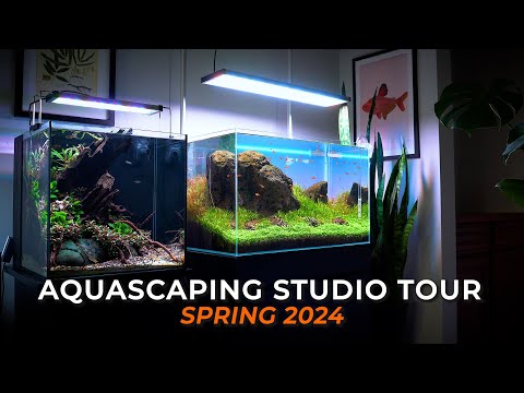 ALL MY PLANTED AQUARIUMS - Aquascaping Studio Tour |  Spring 2024