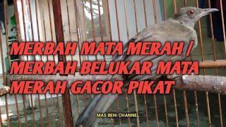 Download lagu MERBAH MATA MERAH - MERBAH BELUKAR MATA MERAH GACOR PIKAT BURUNG MALAS BUNYI mp3