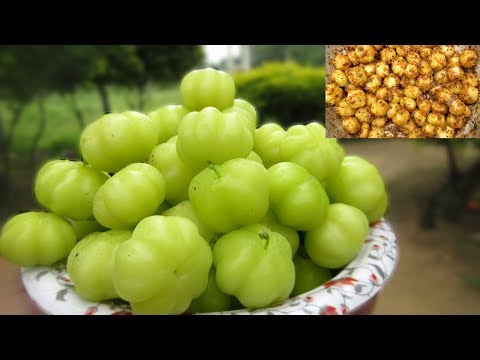 download lagu mp3 mp4 Pink Gooseberry Recipes, download lagu Pink Gooseberry Recipes gratis, unduh video klip Pink Gooseberry Recipes
