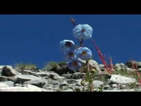 Himalayan blue poppy/Meconopsis grandis "symbolizes some very deep emotions"