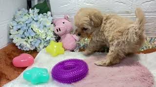 ハーフ犬の動画01