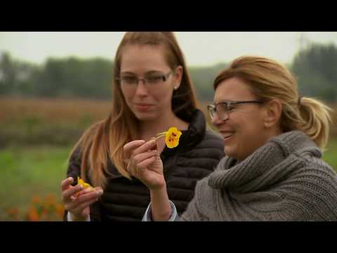 Gasztroangyal 34. rész - Szeged környéki zöldségmustra (2017)