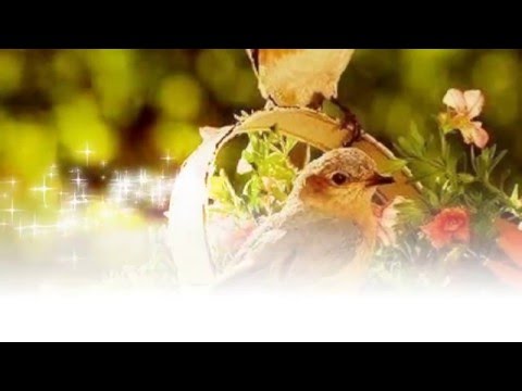 Privighetoarea oarbă - Radu Cimpoi - O voce ce alina sufletul.