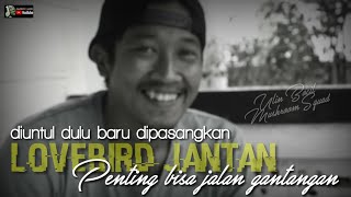 Download lagu SETTING LOVEBIRD JANTAN PENTING BISA BUAT JALAN LAPANGAN mp3