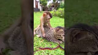 Watch the SHOCKED reaction of this monkey and cat to the approaching centipede😱😂 #shorts #centipede