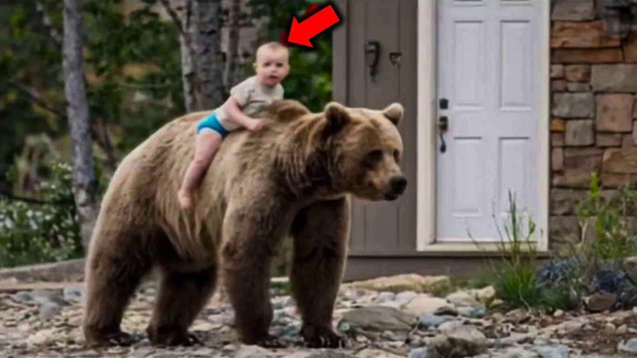 La Madre Osa trajo a este Niño Perdido a Casa. Lo que sucedió después hizo llorar a todos 😭