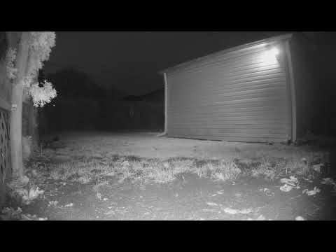 2021 Nov 25 Rat eats worm