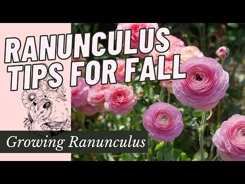 Growing Fall Ranunculus: From Start to Finish // Ranunculus Bulbs How to Plant