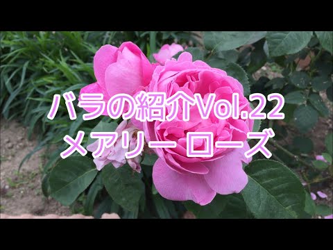 ハートオブメアリー、コマクサの花