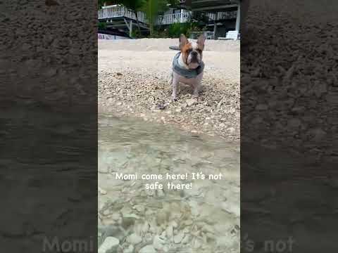 Fluffy beach bum 🏝️🐾