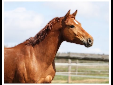 ---SOLD--- Lucky Boy, 2011, Sandro Boy x Escudo I, training 04-16