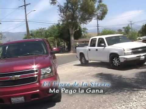 Me pego la gana el tigre de la sierra y los meros meros autor visente perez video ofisial 2019