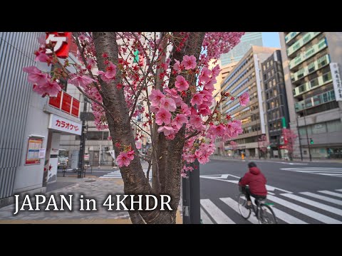 4K・ Nyanners’ walk - early sakura in morning Tokyo Shibuya to Meguro・4K HDR