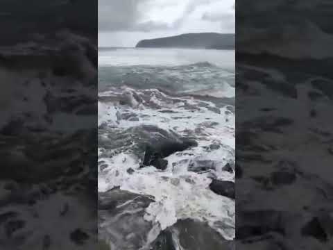 Srivardhan Beach 🌊🏝️