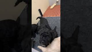 Video preview image #1 Poodle (Miniature) Puppy For Sale in TIPPECANOE, IN, USA