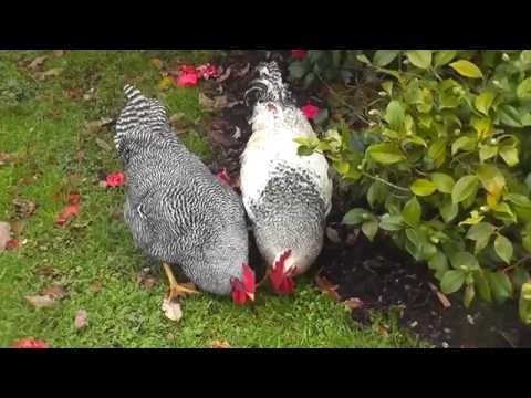 Two roosters nonstop crowing in the early morning !