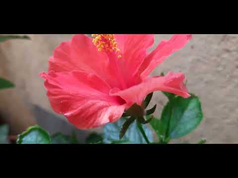 Red Jaswanti flowers