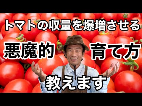 トマトのコーヒー粉の量はどれくらいですか?収穫量を向上させる最適な肥料  庭園