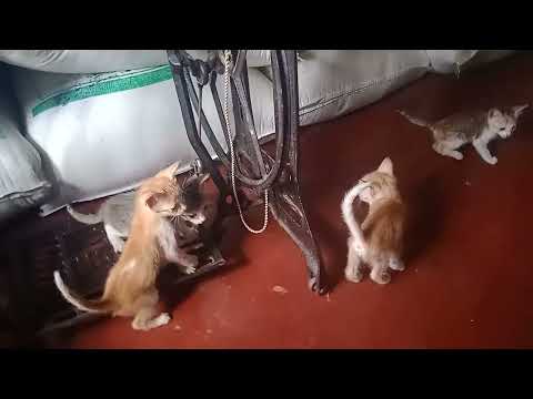 #Mom Cat feeding 🍼/ 4 little cats🐈🐈🐈🐈