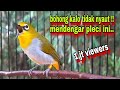 Burung Pleci Gacor Ngalas Nembak Pleci Bustomi Gacor Mancing Lawan