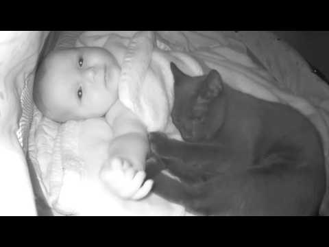 Eltern konnten nicht glauben, was ihre Katze mit ihrem Kind tat, während sie schliefen