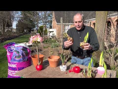 Waxed amaryllis bulbs, how to plant them when done blooming. Keep waxed bulb alive