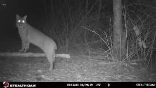 Bobcat call