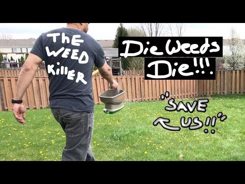 How to ATTEMPT to KILL DANDELIONS and OTHER WEEDS using Scott's WIZZ Spreader!!!