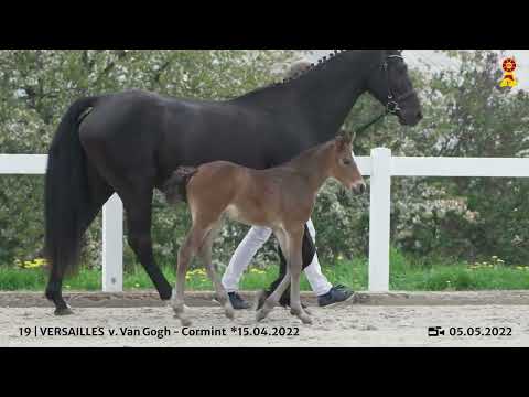 Lot 19: Stutfohlen v. Van Gogh x Cormint