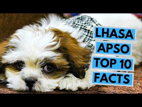 Lhasa Apso - TOP 10 Interesting Facts