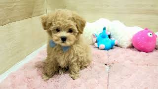 ハーフ犬の動画01