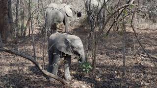 preview picture of video 'Cute baby elephant tries to use its trunk to grab leaves - South Luangwa, Zambia 2018'