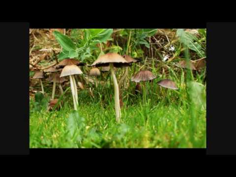 just fungi.mp4