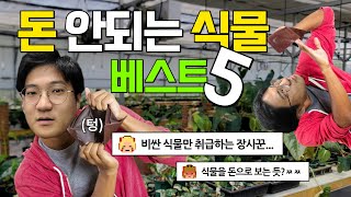 왜 맨날 비싼 식물만 소개하세요?