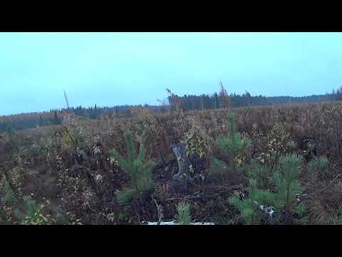 Metsolan Metsäkoulu 175 - Varhaisperkauksen ajoitus