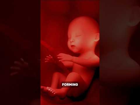 What to Eat in First Trimester of Pregnancy