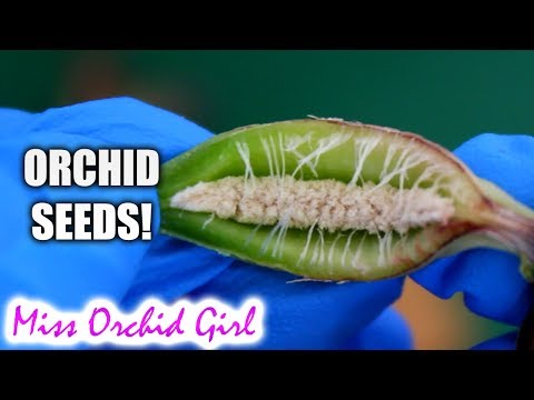 download lagu mp3 mp4 Nun Orchid Photo, download lagu Nun Orchid Photo gratis, unduh video klip Nun Orchid Photo