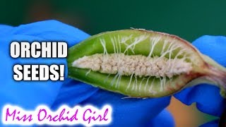 Orchid seed pod opens! - how Orchid seeds form