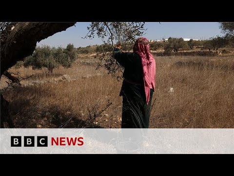 Video | Palestinian olive harvest under threat from Israeli attacks and restrictions | BBC News